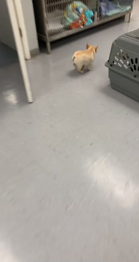 Post 7 by HardingAnimalHospital on TikTok (video)
