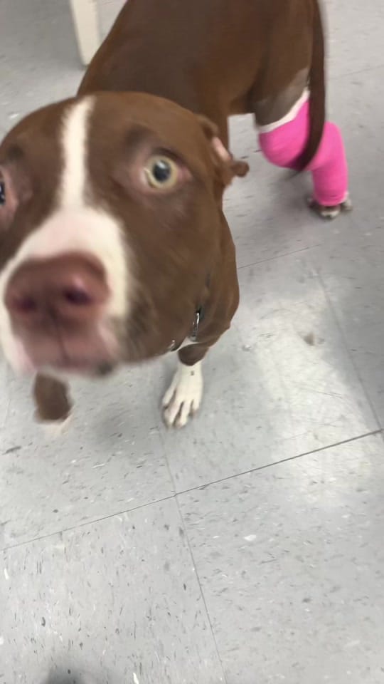 Post 6 by HardingAnimalHospital on TikTok (video)