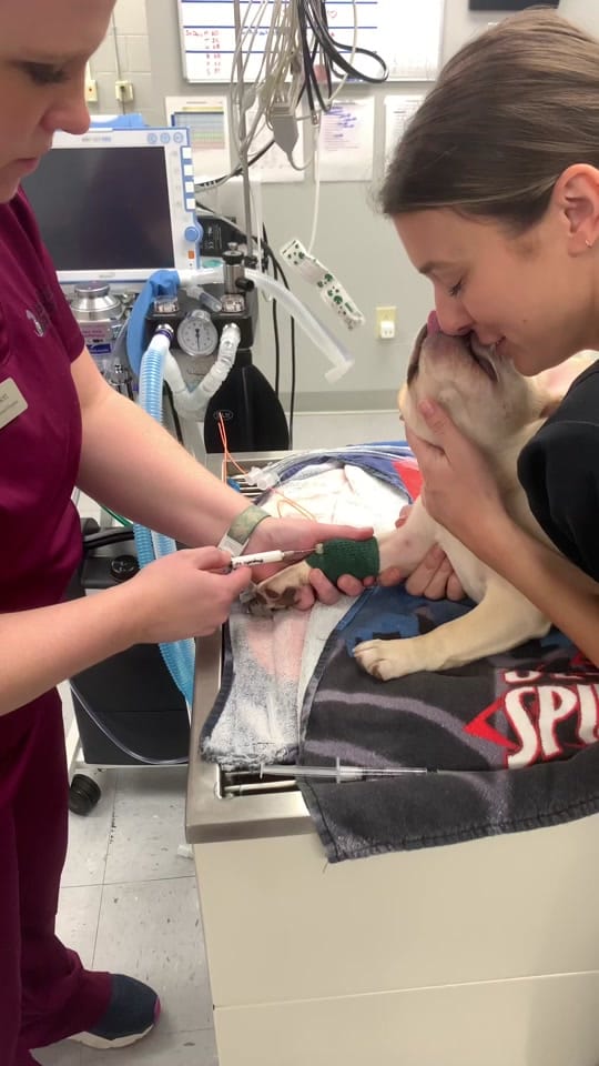 Post 3 by HardingAnimalHospital on TikTok (video)