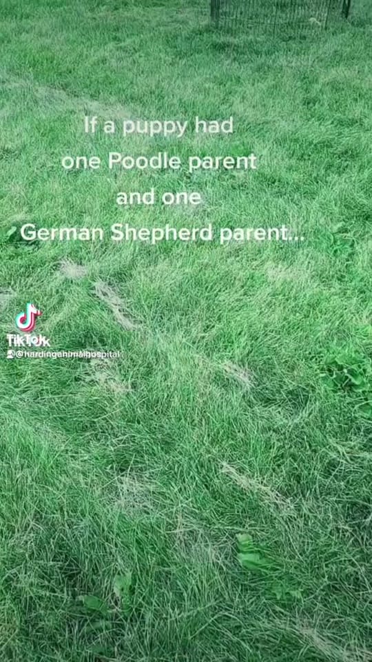 Post 10 by HardingAnimalHospital on TikTok (video)
