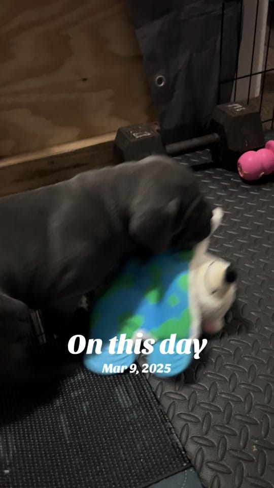 Post 3 by Corsomom4life on TikTok (video)