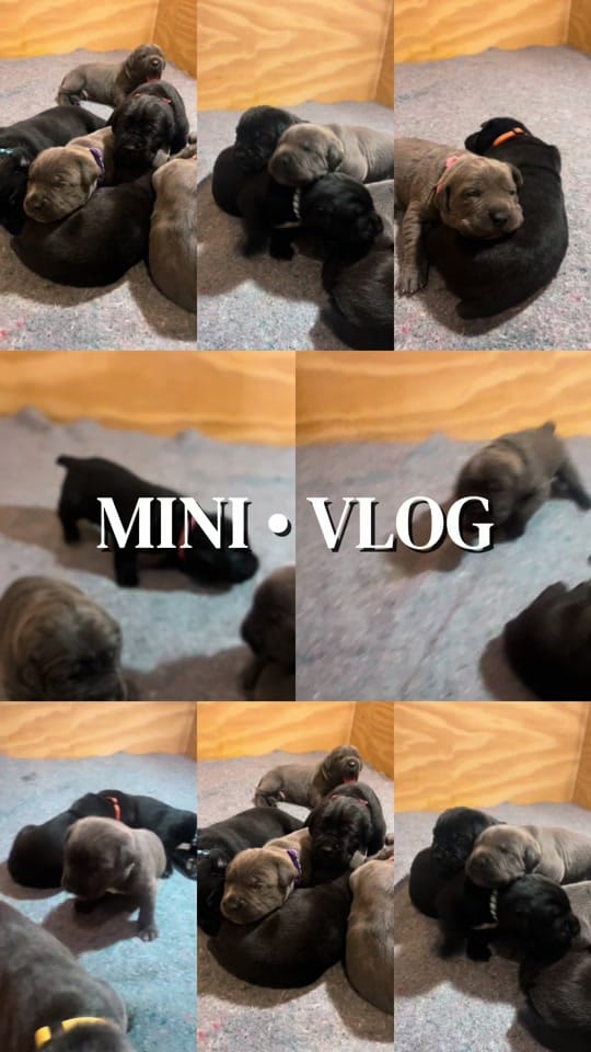 Post 4 by Corsomom4life on TikTok (video)