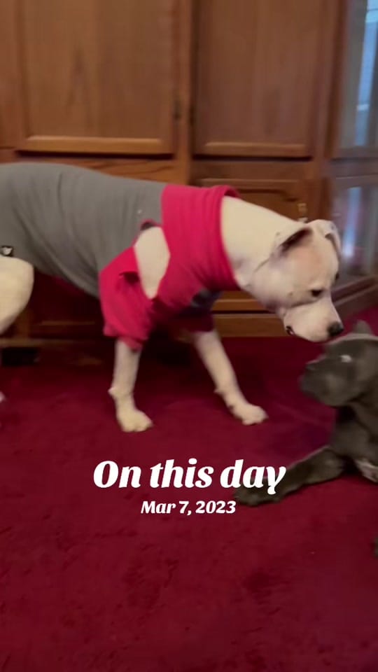 Post 5 by Corsomom4life on TikTok (video)