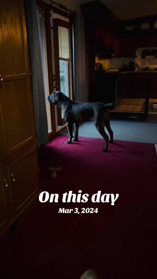 Post 8 by Corsomom4life on TikTok (video)