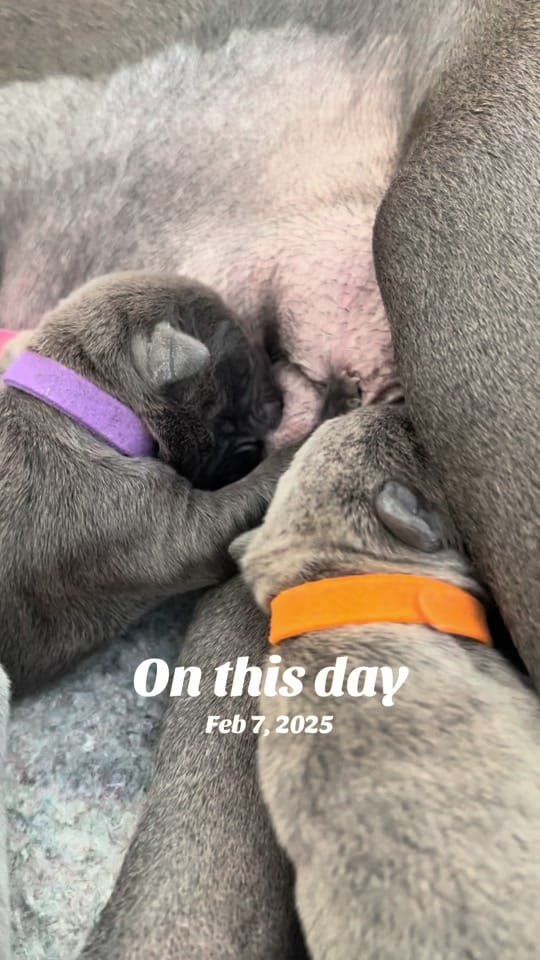 Post 10 by Corsomom4life on TikTok (video)