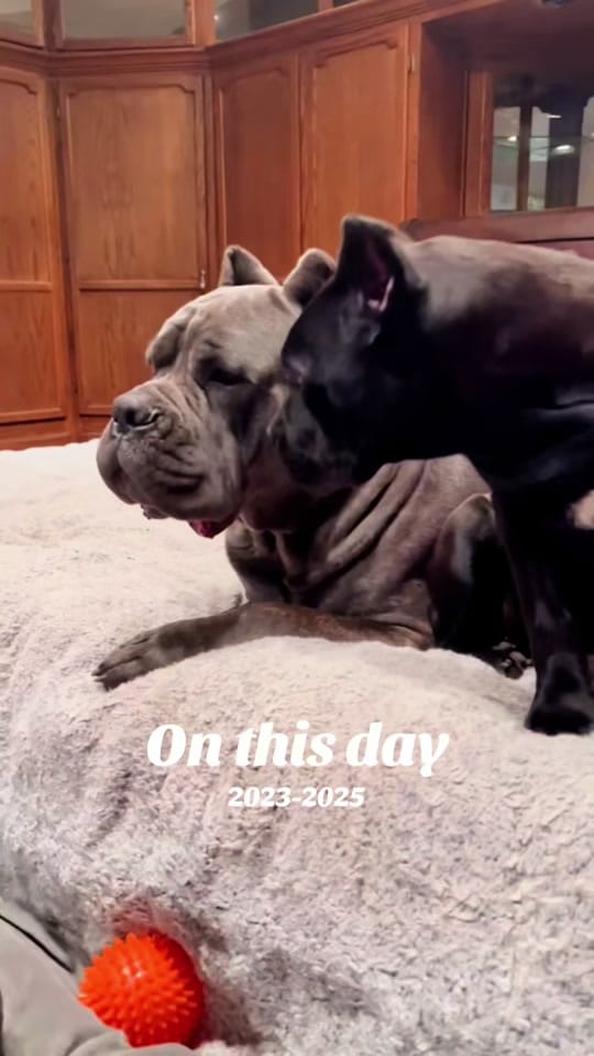 Post 1 by Corsomom4life on TikTok (video)