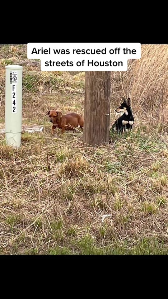 Post 8 by #ThisisHouston on TikTok (video)