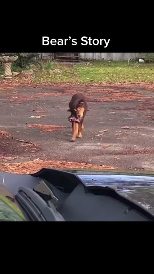 Post 2 by #ThisisHouston on TikTok (video)