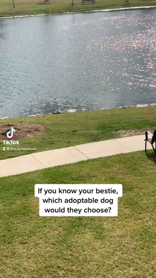Post 6 by #ThisisHouston on TikTok (video)