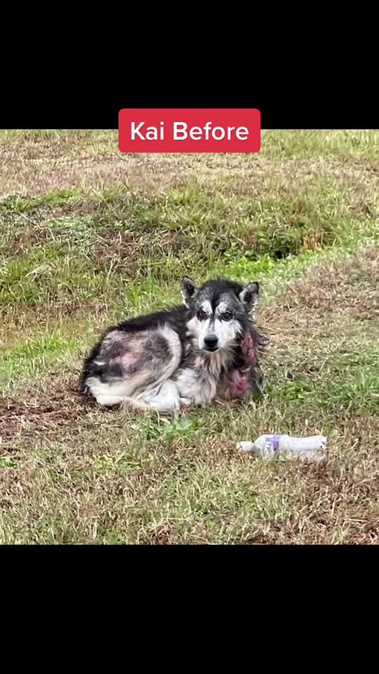 Post 5 by #ThisisHouston on TikTok (video)