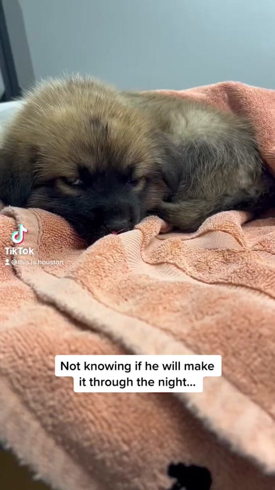 Post 3 by #ThisisHouston on TikTok (video)
