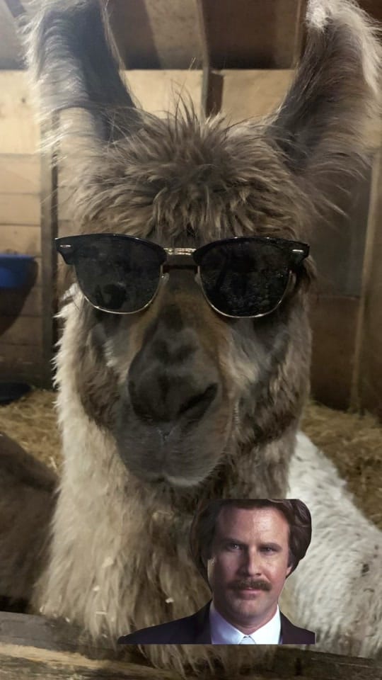 Post 6 by ✨Suzanne Chubb - Critter Mama✨ on TikTok (video)
