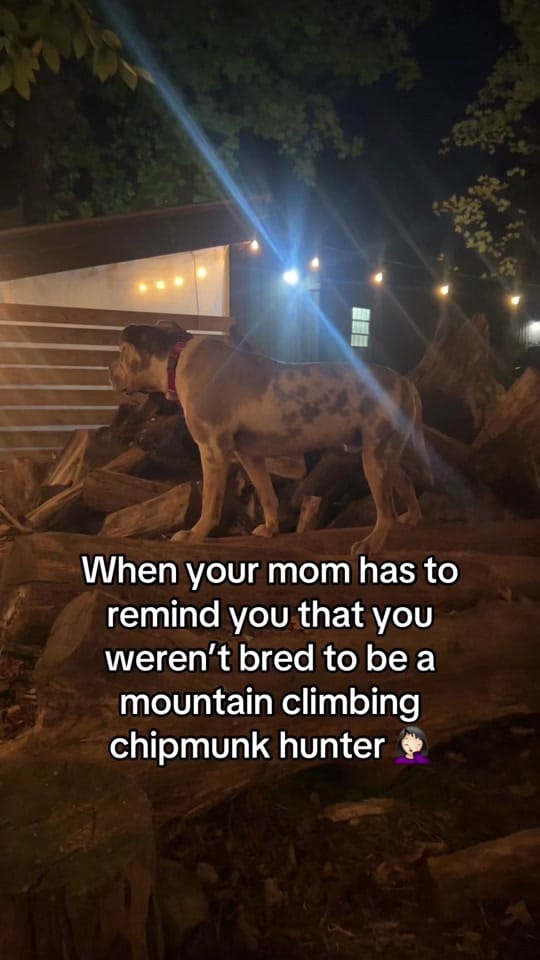 Post 10 by ✨Suzanne Chubb - Critter Mama✨ on TikTok (video)