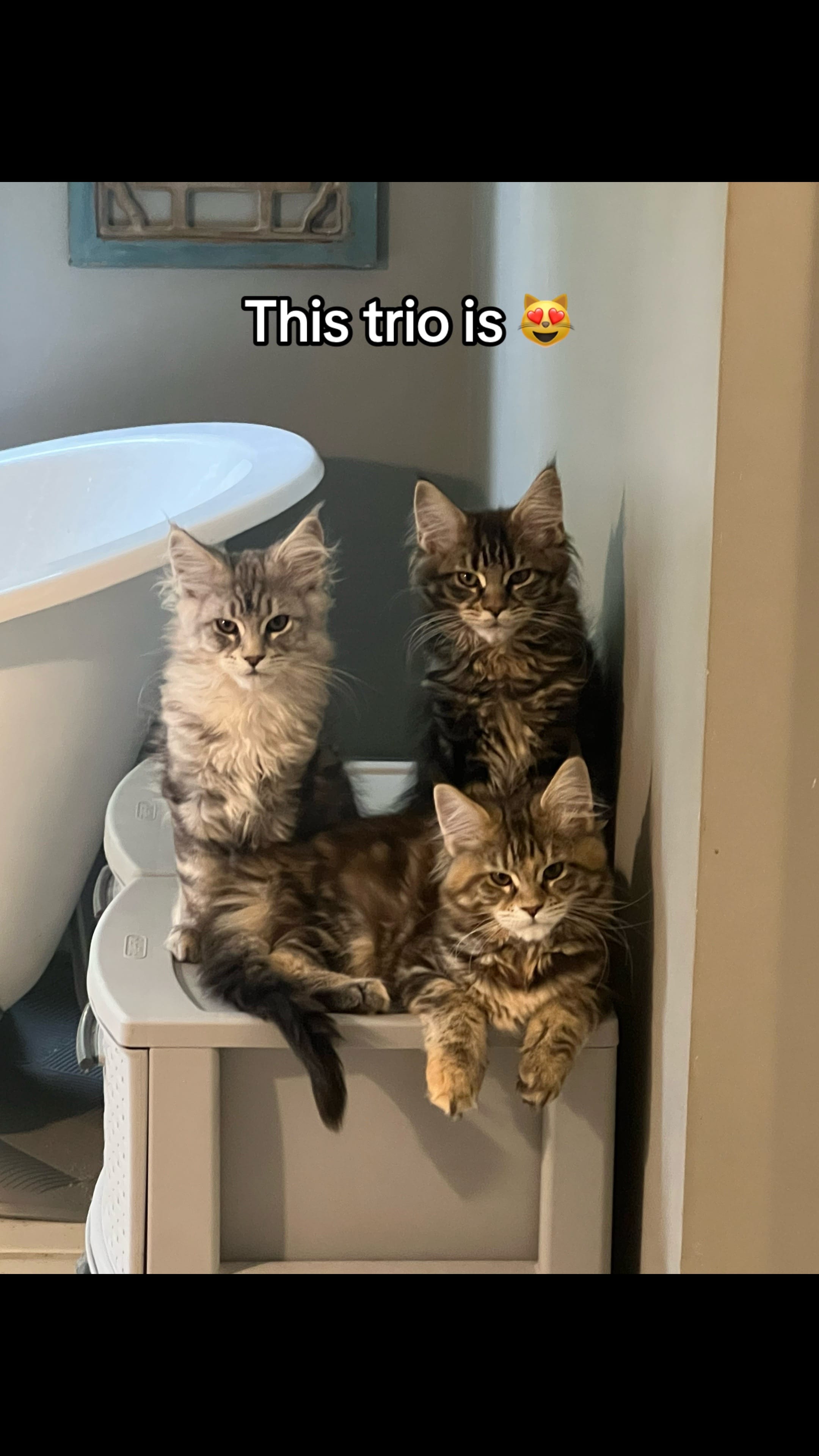 Post 5 by ✨Suzanne Chubb - Critter Mama✨ on TikTok (video)
