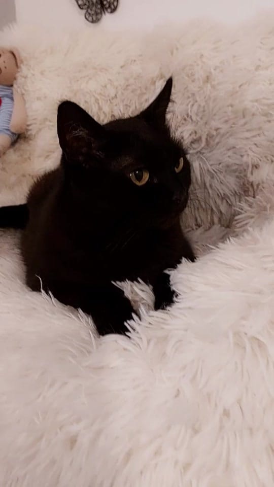 Post 2 by BlackVelvet on TikTok (video)
