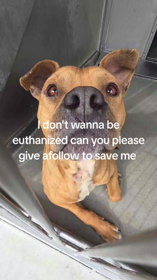 Post 9 by RESCUE MISSION on TikTok (video)