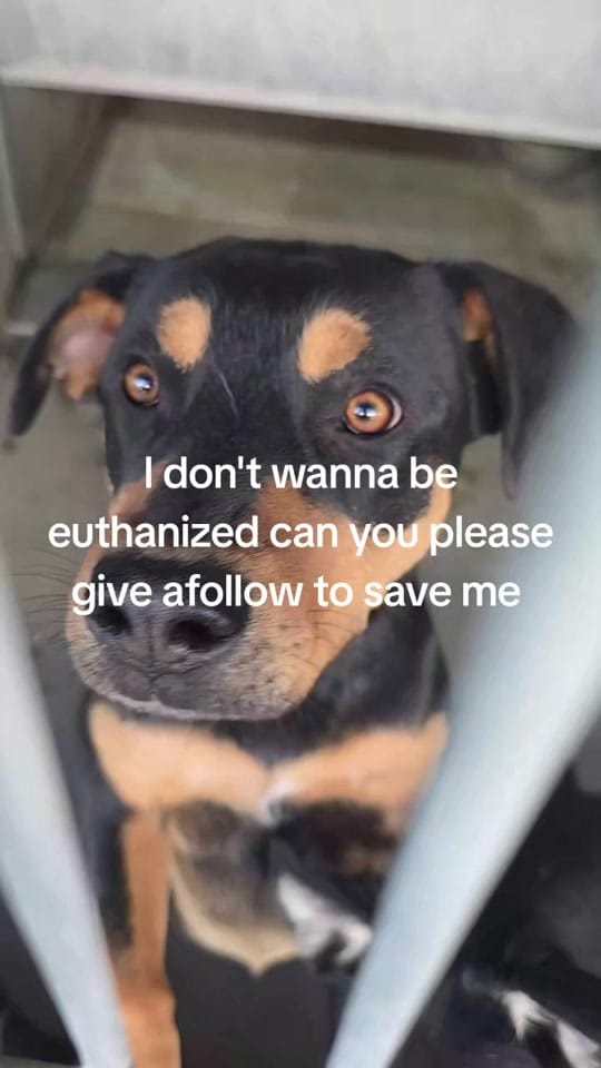 Post 6 by RESCUE MISSION on TikTok (video)