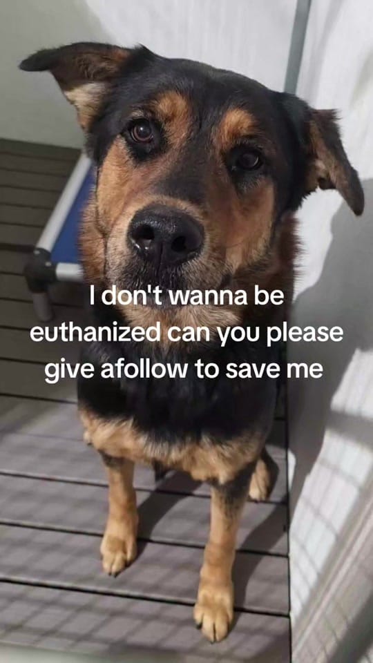 Post 10 by RESCUE MISSION on TikTok (video)
