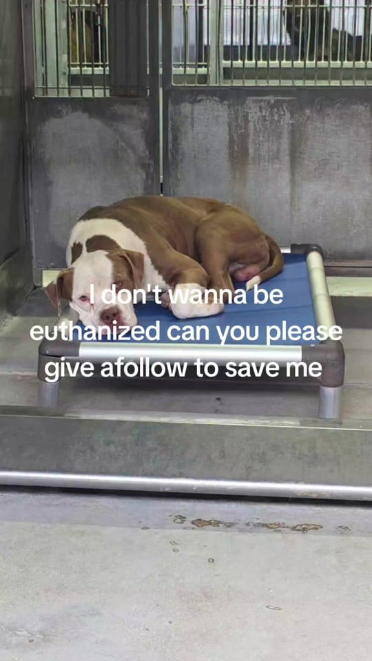 Post 1 by RESCUE MISSION on TikTok (video)