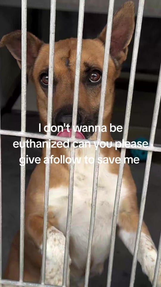 Post 5 by RESCUE MISSION on TikTok (video)