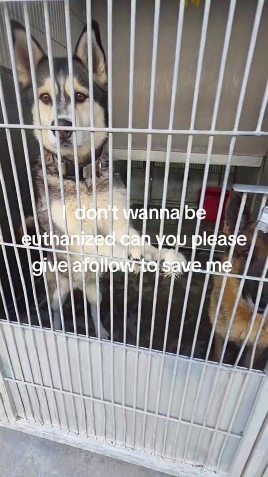 Post 4 by RESCUE MISSION on TikTok (video)