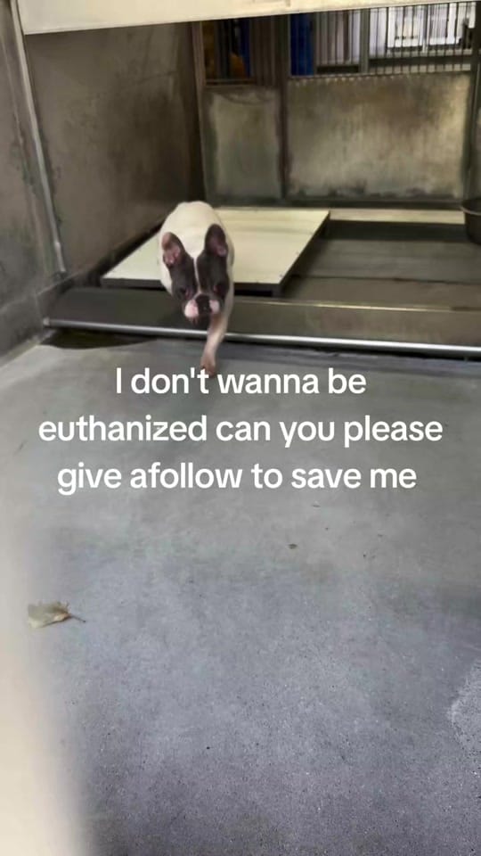 Post 2 by RESCUE MISSION on TikTok (video)