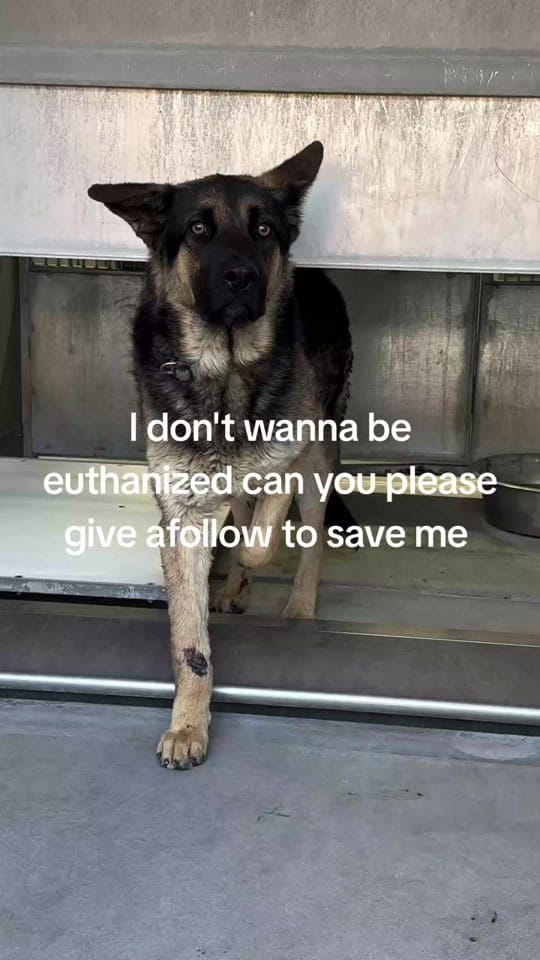 Post 3 by RESCUE MISSION on TikTok (video)