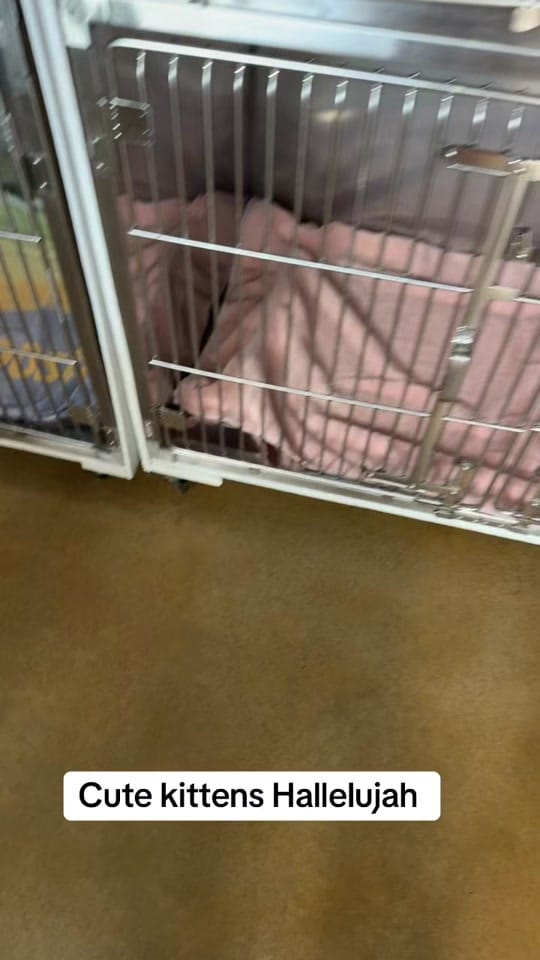 Post 7 by Kayley  DVM on TikTok (video)