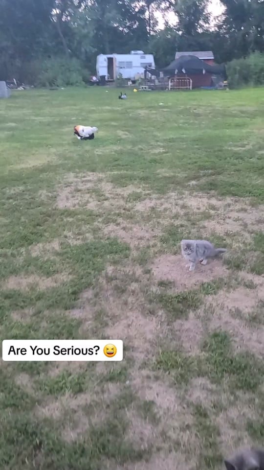 Post 10 by FluffyLayersHomestead on TikTok (video)