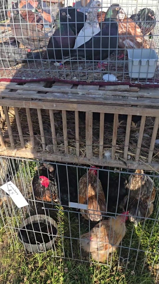 Post 2 by FluffyLayersHomestead on TikTok (video)