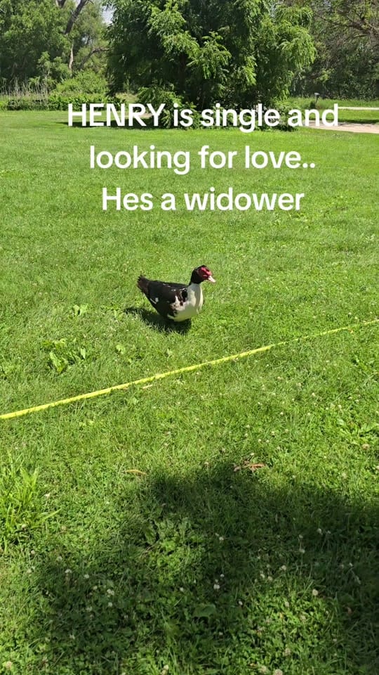 Post 1 by FluffyLayersHomestead on TikTok (video)