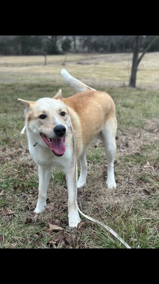 Post 5 by Rescue K-911 on TikTok (video)
