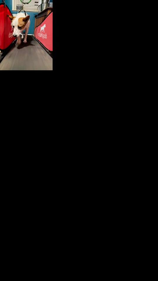 Post 7 by Rescue K-911 on TikTok (video)