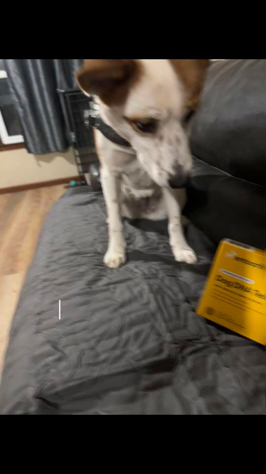 Post 6 by Rescue K-911 on TikTok (video)