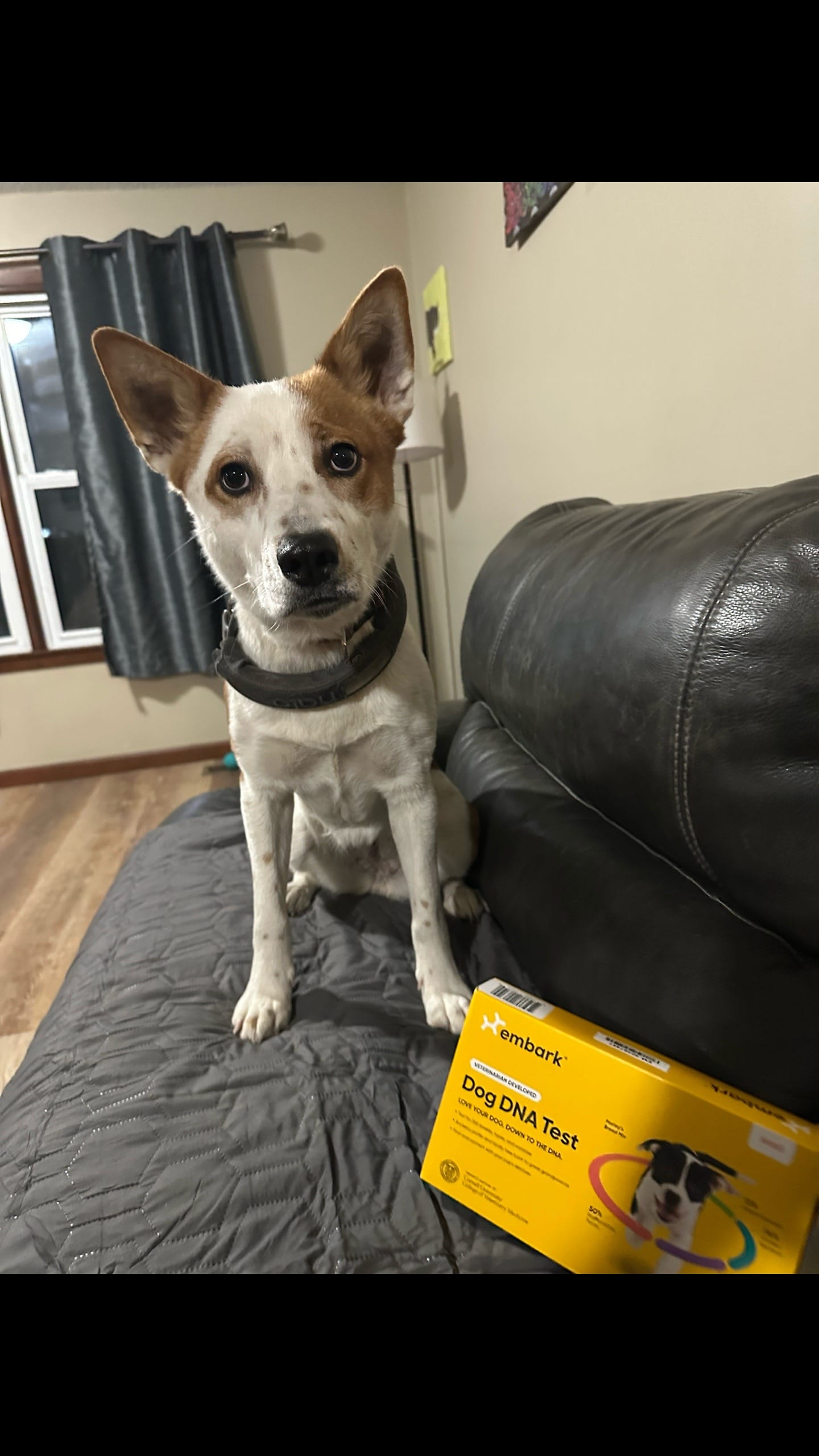 Post 8 by Rescue K-911 on TikTok (video)