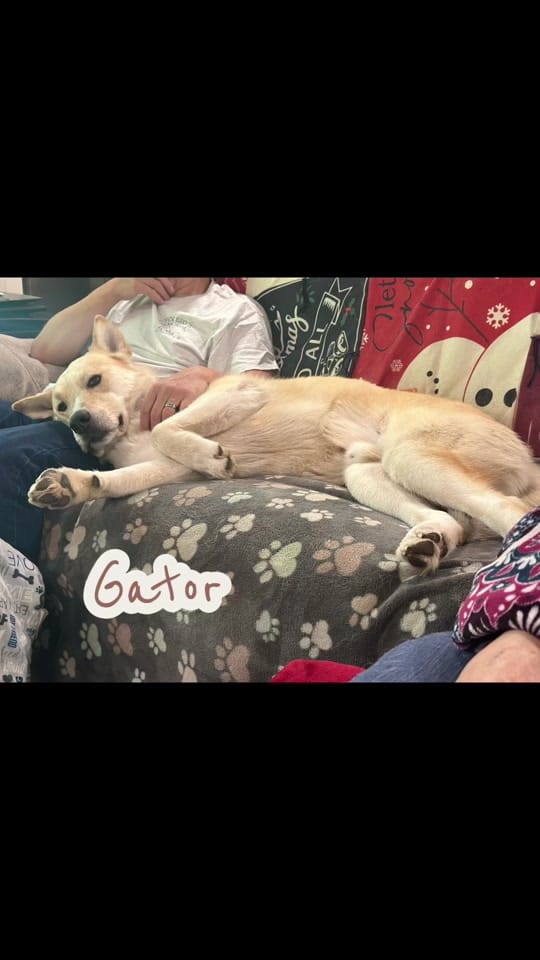 Post 2 by Rescue K-911 on TikTok (video)