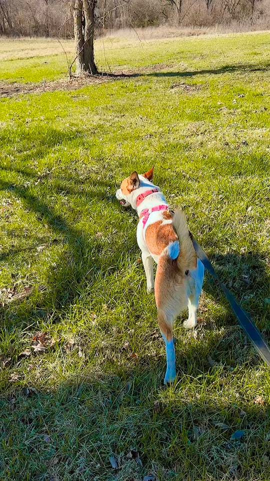 Post 4 by Rescue K-911 on TikTok (video)