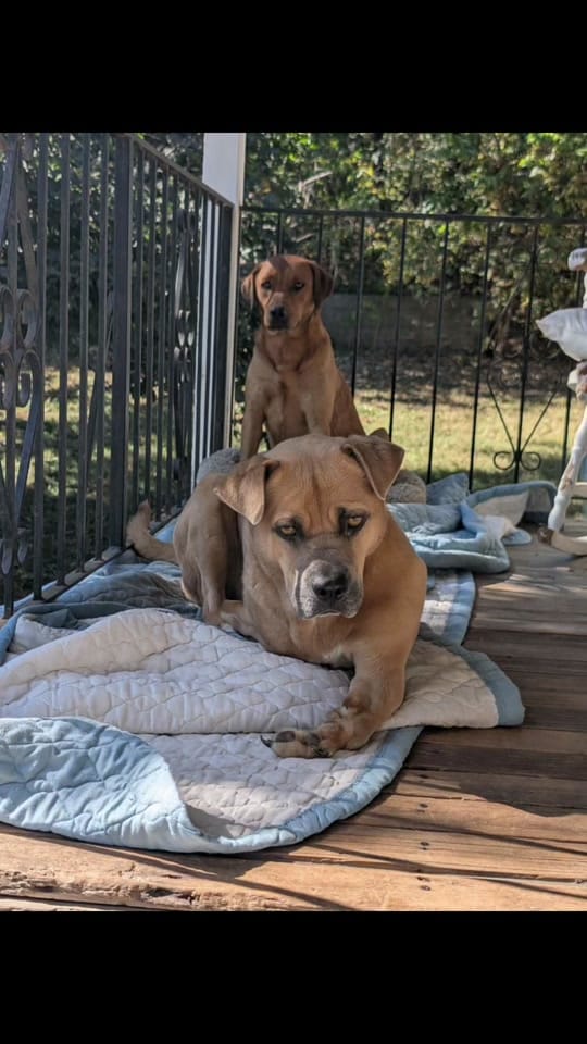Post 9 by Rescue K-911 on TikTok (video)