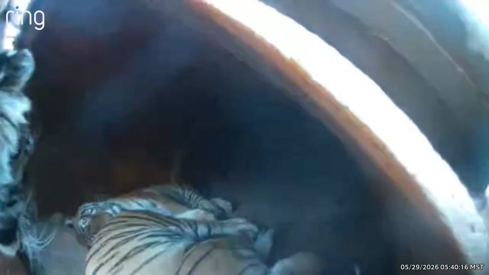 Post 1 by Brittney and Zion on TikTok (video)