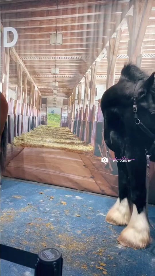 Post 9 by 𝓌𝒾𝒻𝑒𝓎❥𝑜𝒻❥𝓁𝒿𝒿 on TikTok (video)