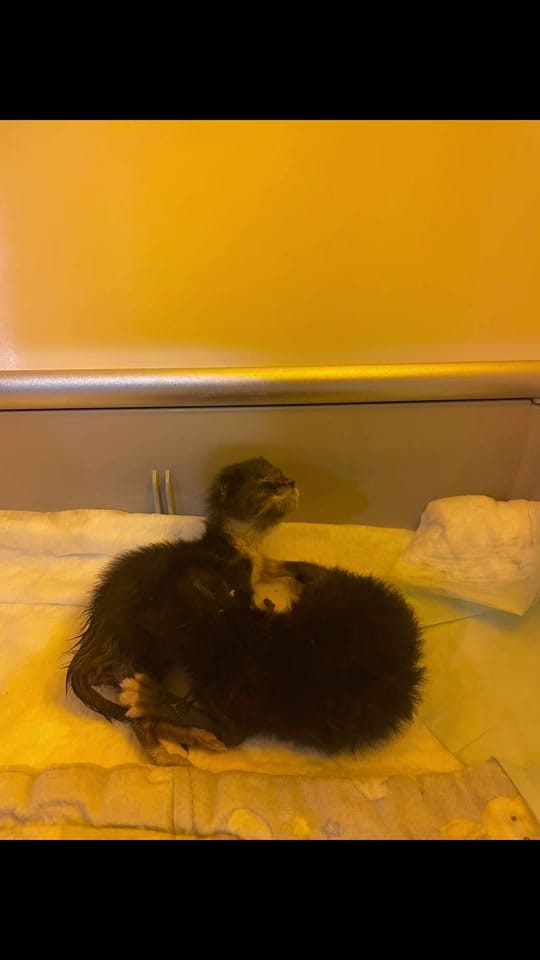 Post 6 by Caped Crusaders Cat Rescue on TikTok (video)