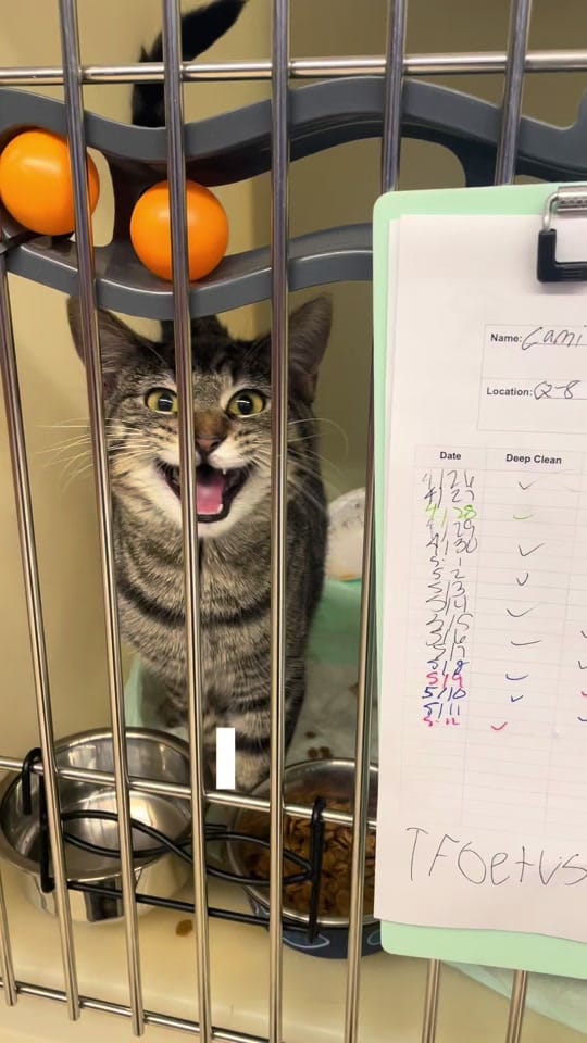 Post 9 by Caped Crusaders Cat Rescue on TikTok (video)