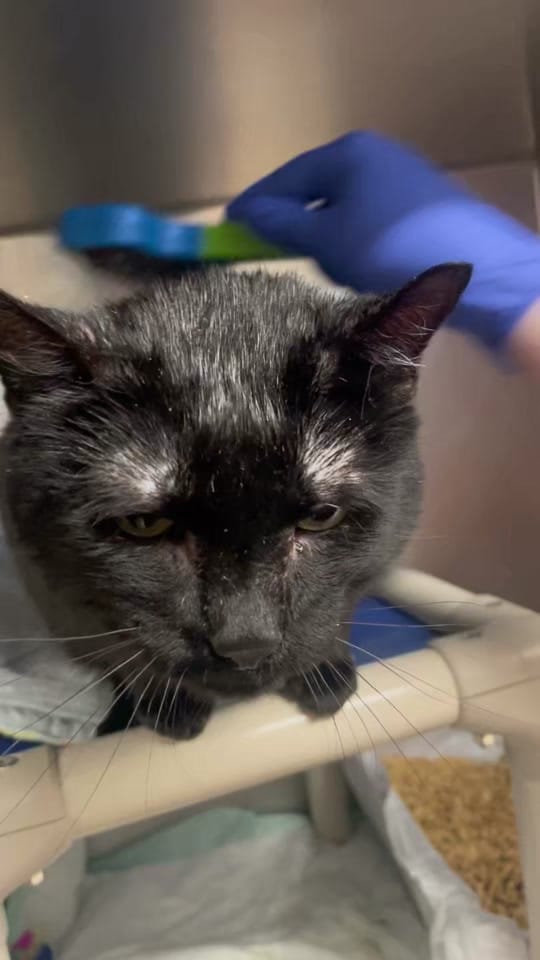 Post 5 by Caped Crusaders Cat Rescue on TikTok (video)