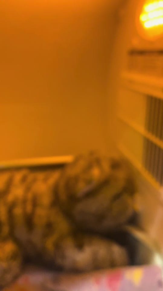 Post 8 by Caped Crusaders Cat Rescue on TikTok (video)