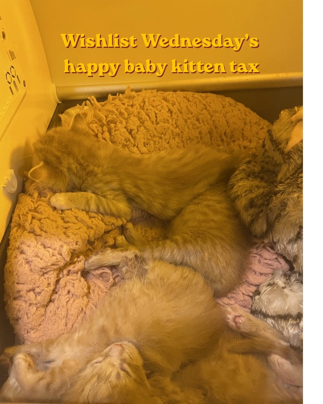 Post 10 by Caped Crusaders Cat Rescue on TikTok (video)