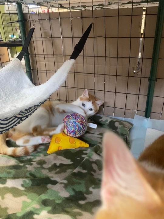 Post 2 by Caped Crusaders Cat Rescue on TikTok (video)