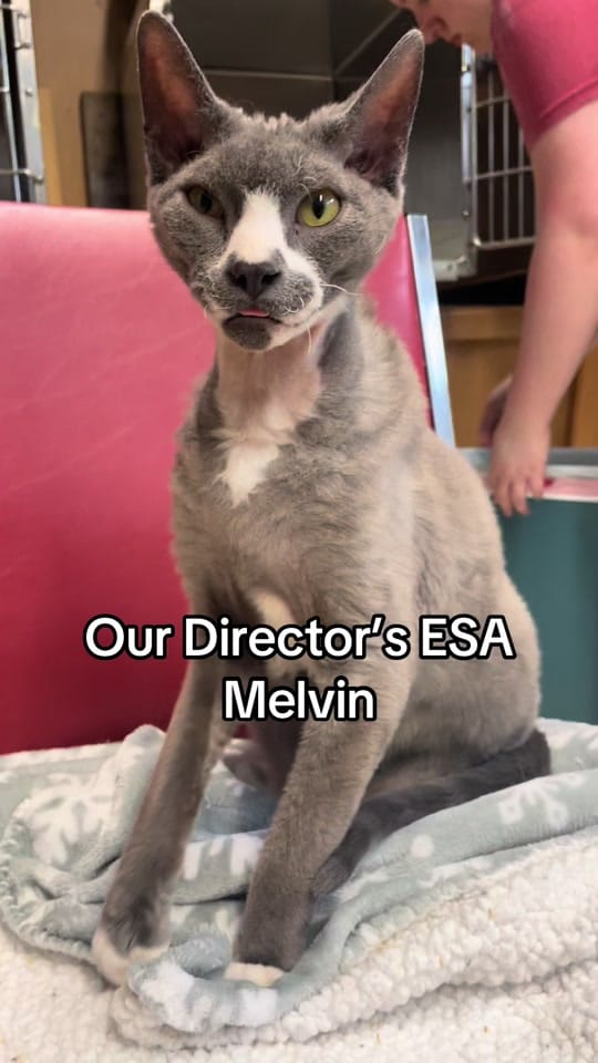 Post 4 by Caped Crusaders Cat Rescue on TikTok (video)