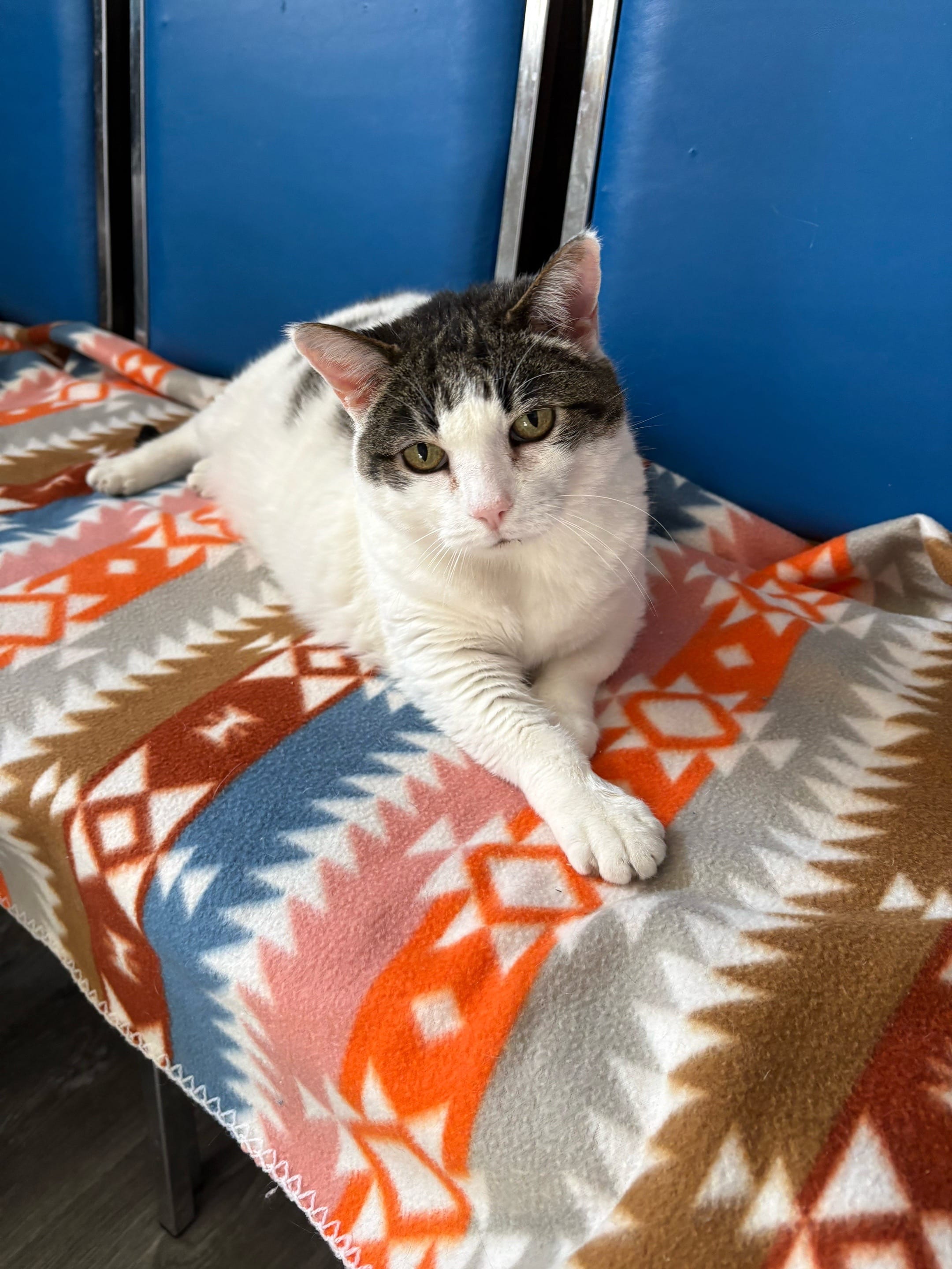 Post 7 by Caped Crusaders Cat Rescue on TikTok (video)