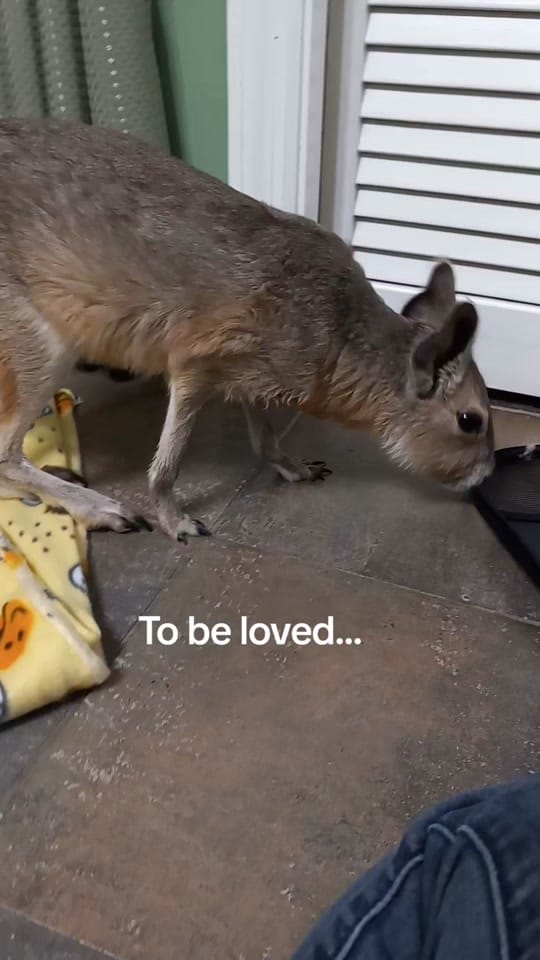 Post 9 by Jackalope Hollow on TikTok (video)