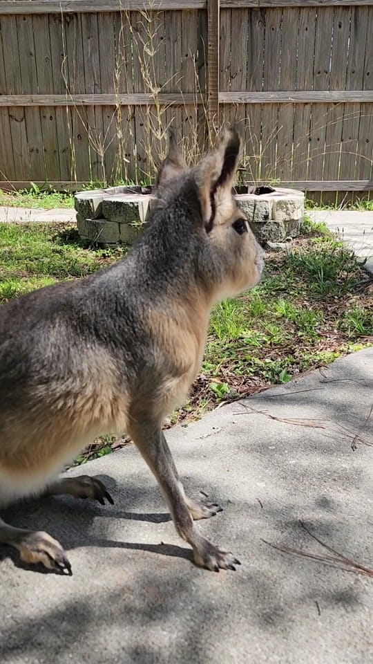 Post 10 by Jackalope Hollow on TikTok (video)